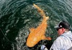 Orange Shark with White Eyes Sighted: Photos of Rare Creature Shock the Internet