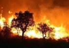 Algeria Wildfires Rage Amid Intense Heatwave, Leaving Dozens Dead and Thousands Displaced