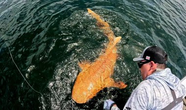Orange Shark with White Eyes Sighted: Photos of Rare Creature Shock the Internet