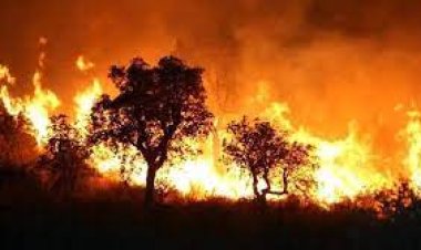 Algeria Wildfires Rage Amid Intense Heatwave, Leaving Dozens Dead and Thousands Displaced