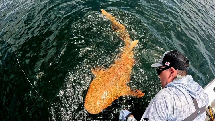 Orange Shark with White Eyes Sighted: Photos of Rare Creature Shock the Internet