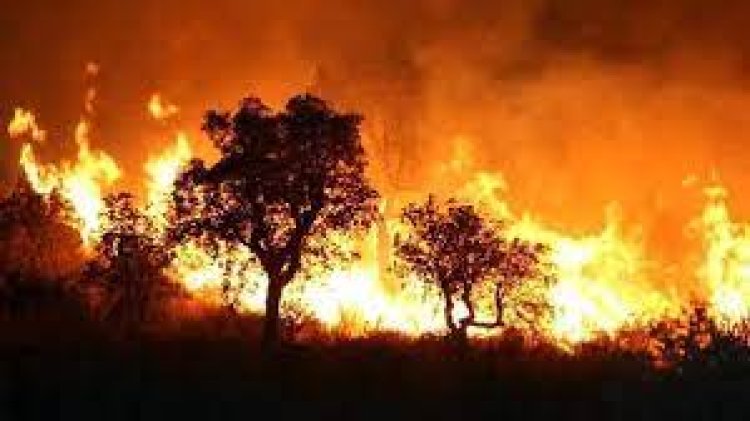 Algeria Wildfires Rage Amid Intense Heatwave, Leaving Dozens Dead and Thousands Displaced