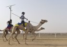 Impressive Show by Bahraini Camels at Saudi Crown Prince Festival