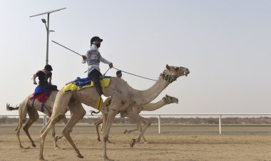 Impressive Show by Bahraini Camels at Saudi Crown Prince Festival