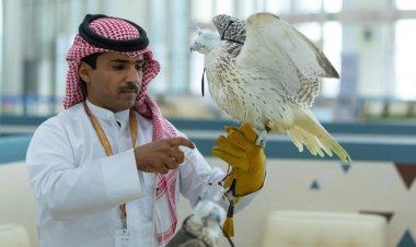 Falcons Sold for SR428,000 at Saudi Falcons Exhibition