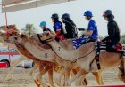Racing Beyond Tradition: How the C1 Championship Is Redefining Camel Racing