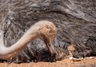 Red-Necked Ostrich Returns to Saudi Desert in Landmark Rewilding Effort