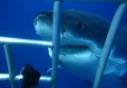 Saudi Arabia Issues First-Ever License for Shark Cage Diving