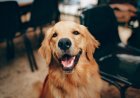 Abu Dhabi To Allow Pets in Some Restaurants and Hotels Under New Law
