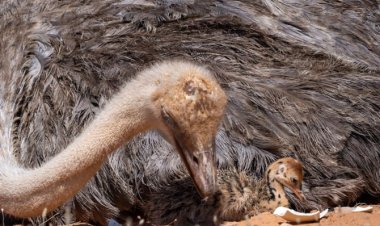 Red-Necked Ostrich Returns to Saudi Desert in Landmark Rewilding Effort