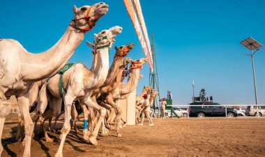 Bahrain Shines at King Salman Camel Festival 2026