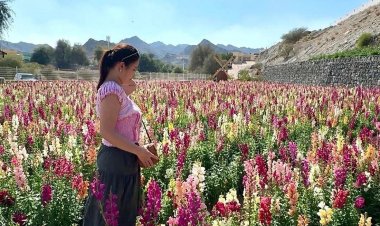 Ras Al Khaimah Flower Farm Wins UAE’s Top Agricultural Award