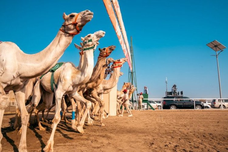 Bahrain Shines at King Salman Camel Festival 2026
