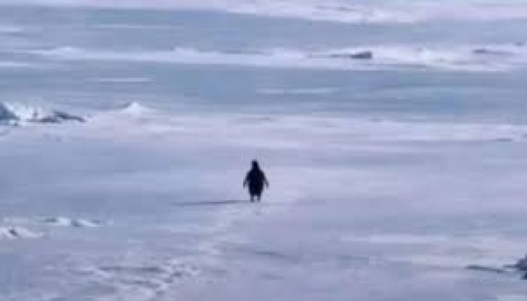 Dubai’s Salik turns nihilist penguin meme into one of 2026’s smartest brand hijacks