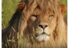 ‘Zaddy Lion’ goes viral as internet crowns him the most handsome lion alive