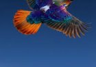 Himalayan monal dazzles with rare mid-flight sighting over Bhutan
