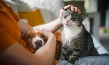 Abu Dhabi mandates pet registration via TAMM platform from February 3