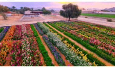 From 100 roses to 50,000 blooms: a hidden flower farm blossoms in Ras Al Khaimah’s mountains