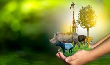 NCW Reintroduces More Than 10,000 Animals to Support Biodiversity Recovery