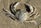 Bahrain bans crab fishing from March 15 to May 15 to protect breeding season