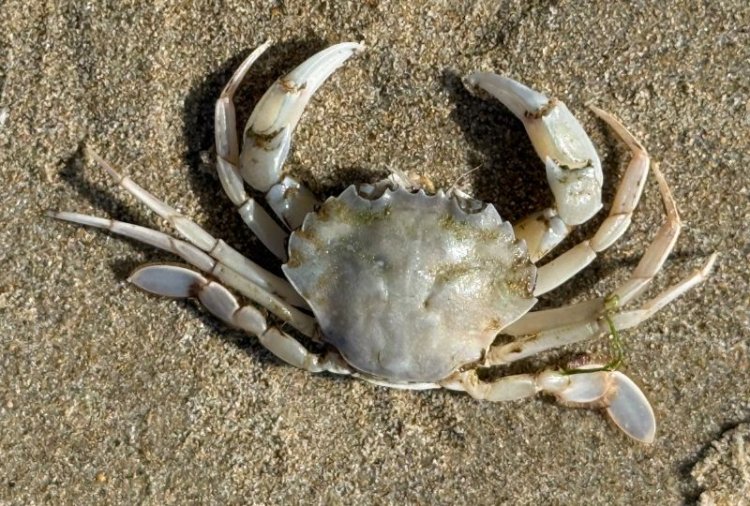 Bahrain bans crab fishing from March 15 to May 15 to protect breeding season