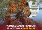 Celebrate Local Heritage: The 7th Date Palm Festival Returns to Bahrain